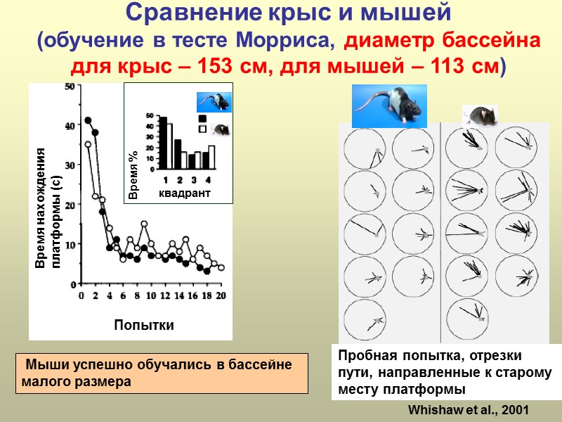 Сравнение крыс и мышей (обучение в тесте Морриса, диаметр бассейна для крыс – 153